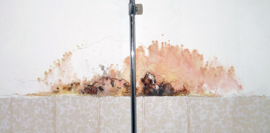 Mold Inspections